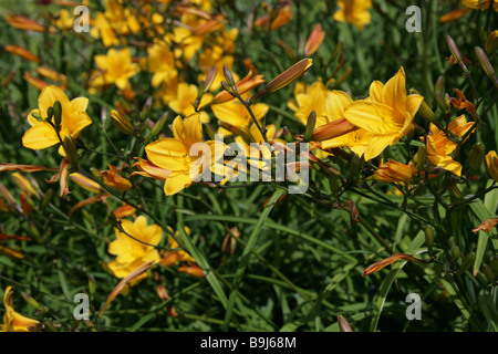 Daylily, Hemerocallis, Hemerocallidaceae. Originally native from Europe to China, Korea and Japan. Stock Photo