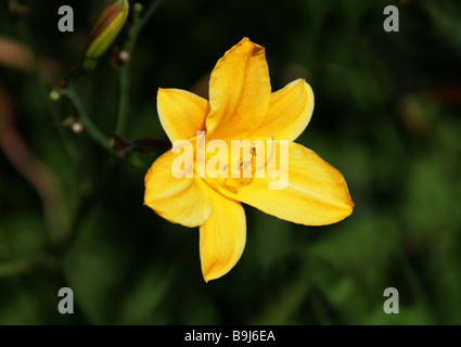 Daylily, Hemerocallis, Hemerocallidaceae. Originally native from Europe to China, Korea and Japan. Stock Photo