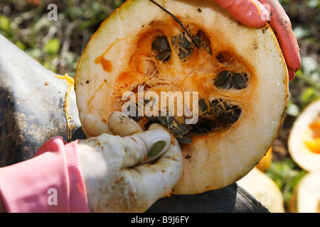 Hands holding pumpkin, harvesting of pumpkin seeds in Leutschach, Styria, Austria, Europe Stock Photo