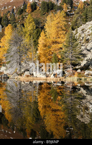 Autumn coloured Larches on Windebensee Lake on Nockalm Road, Nockberge National Park, Carinthia, Austria, Europe Stock Photo