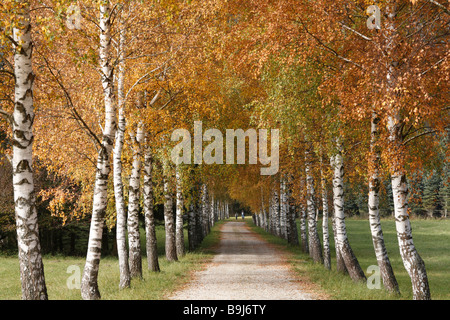 Birch-lined alley in the Tragoesstal Valley, Tragoess, Styria, Austria, Europe Stock Photo