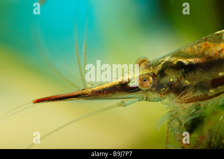Redfronted Shrimp (Caridina gracilirostris) from Asia Stock Photo