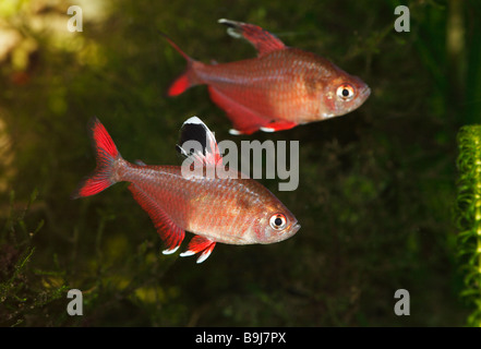 Black Flag Tetra (Hyphessobrycon rosaceus, Hyphessobrycon ornatus), White Fin, freshwater aquarium Stock Photo