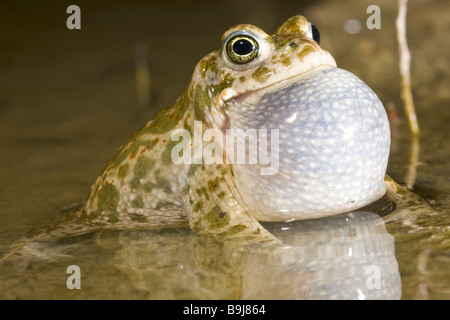 Natterjack Toad (Bufo calamita) in shallow water with inflated vocal sack during mating season Stock Photo