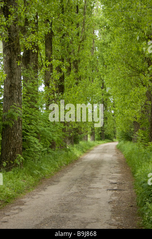 Alley of poplars with fresh sprouts in the spring Stock Photo
