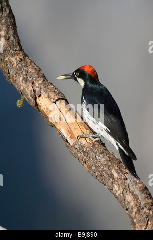 Acorn Woodpecker (Melanerpes formicivorus), Yosemite National Park, California, USA Stock Photo