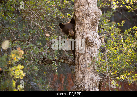 American Black Bear (Ursus americanus) peeping out behind a tree trunk, Sequoia National Park, California, USA Stock Photo