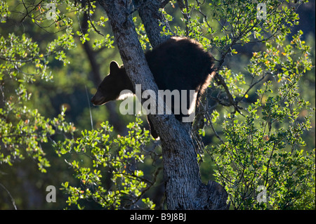 American Black Bear (Ursus americanus), juvenile in an oak tree, Sequoia National Park, California, USA Stock Photo