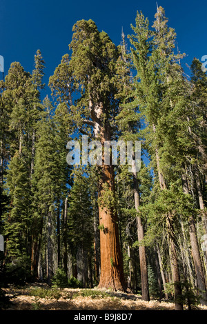 Giant Sequoias (Sequoiadendron giganteum), Giant Forest, Sequoia National Park, California, USA Stock Photo
