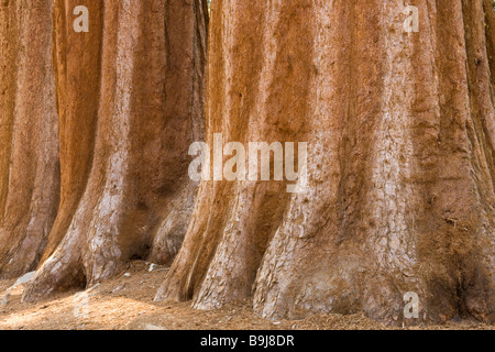 Trunks of Giant Sequoias (Sequoiadendron giganteum), Giant Forest, Sequoia National Park, California, USA Stock Photo