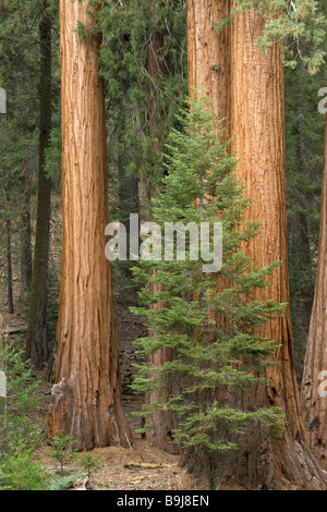 Giant Sequoias (Sequoiadendron giganteum), Giant Forest, Sequoia National Park, California, USA Stock Photo