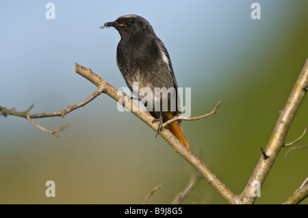 Black Redstart (Phoenicurus ochruros), male, Guxhagen, North Hesse, Germany, Europe Stock Photo