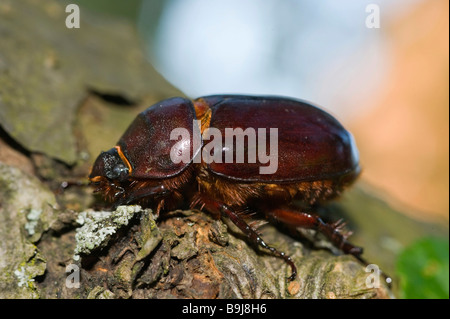 European Rhinoceros Beetle (Oryctes nasicornis), female, Guxhagen, North Hesse, Germany, Europe Stock Photo