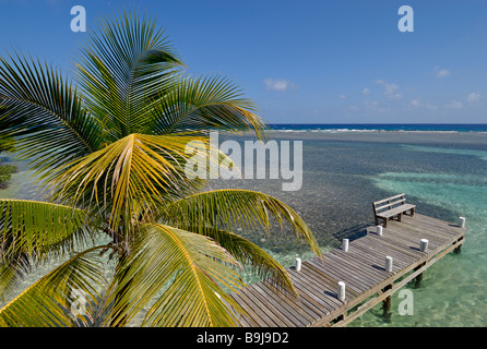 Palm trees on a bathing jetty on the South Water Caye, Caribbean atoll, Caribbean Sea, Belize, Central America Stock Photo