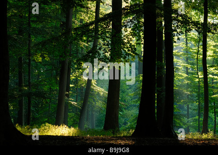 Beam of light breaking through canopy of leaves, morning mood in beech forest, Projensdorfer Gehoelz, Kiel, Schleswig-Holstein, Stock Photo