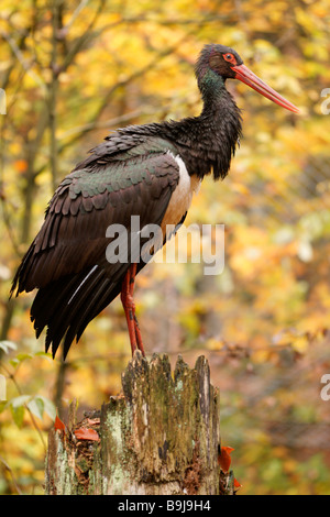 Black Stork (Ciconia nigra) Stock Photo