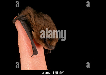 Common Pipistrelle (Pipistrellus pipistrellus) on a thumb Stock Photo