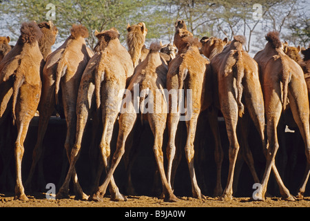 Rajasthan lineup at feed trough at government camel breeding station in Bikaner Stock Photo