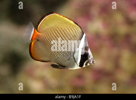 Red-tailed Butterflyfish or Redtail Butterflyfish, Chaetodon collare, Chaetodontidae aka Pakistani Butterflyfish Stock Photo