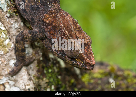 Short horned Chameleon Calumma brevicorne Andasibe Madagascar Stock Photo