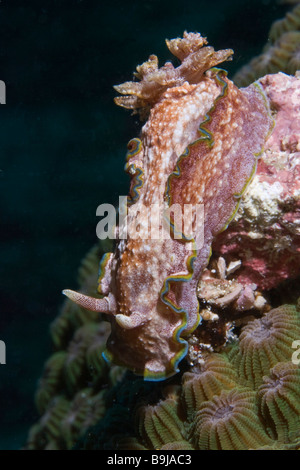 Nudibranch (Glossodoris cincta), Indonesia, Southeast Asia Stock Photo
