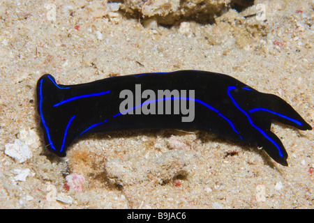 Headshield Slug (Chelidonura varians), Indonesia, Southeast Asia Stock Photo