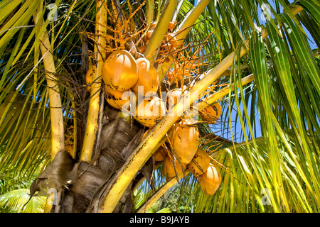 Coconuts (Cocos nucifera) hanging on a palm tree, Indonesia, Southeast Asia Stock Photo