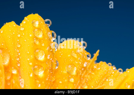Gerbera (Gerbera), blossom covered with water drops, close-up Stock Photo