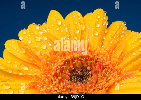 Gerbera (Gerbera), blossom covered with water drops Stock Photo