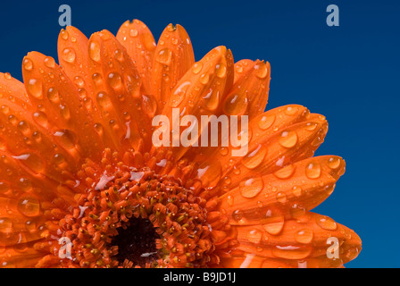 Gerbera (Gerbera), blossom covered with water drops Stock Photo