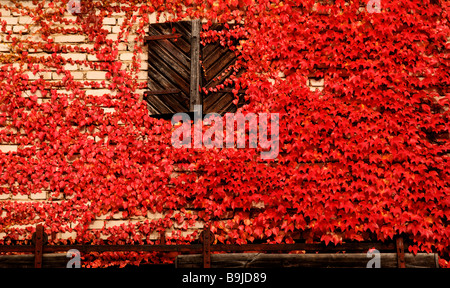 Red foliage of a Common Grape Vine (Vitis vinifera) on a barn wall, Lilling, Middle Franconia, Bavaria, Germany, Europe Stock Photo