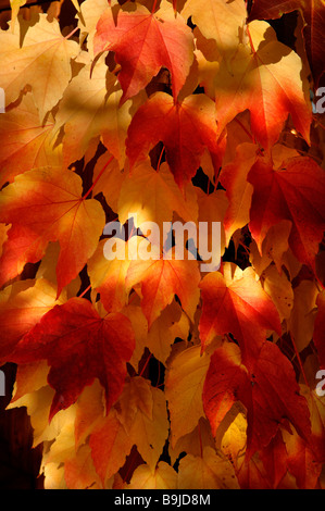 Autumn coloured Common Grape Vine (Vitis vinifera) Stock Photo