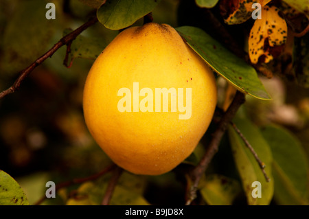 Ripe Quince (Cydonia oblonga) on a branch Stock Photo