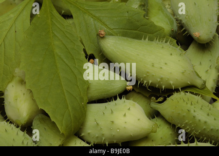 Food Caigua also known as Achocha Slipper gourd Sparrow gourd Cyclanthera pedata is a vegetable grown for it s small fruits and Stock Photo