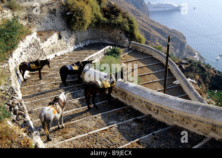 Donkeys and horses with a view in the caldera, stairway to the port of the capital Fira, Mesa Gialos, Santorini or Thira, Cycla Stock Photo