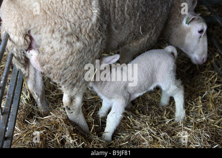 Berrichon du cher sheep suckling her lamb at a farm in England. Stock Photo