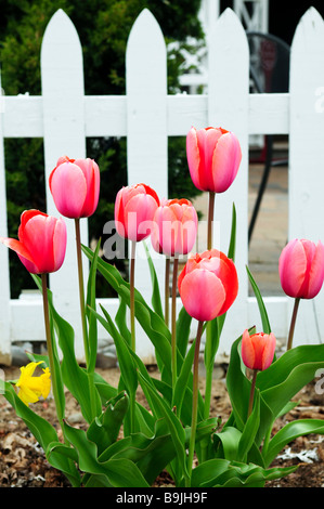 Bright blooming tulips growing in spring garden Stock Photo