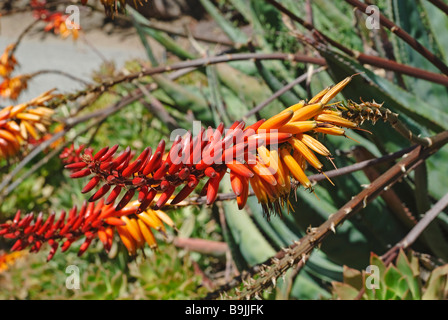 Aloe Plant close up of the bright red flowers. Stock Photo