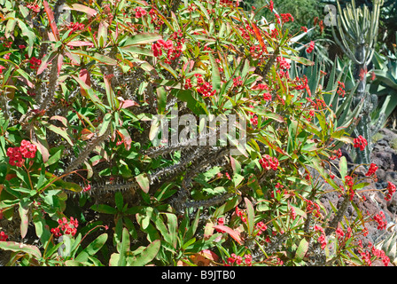 Euphorbia milii, Crown of Thorns plant Stock Photo