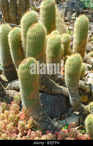 Notocactus leninghausii, Lemon Ball Cactus Stock Photo