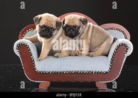 pug dog - two puppies on sofa Stock Photo