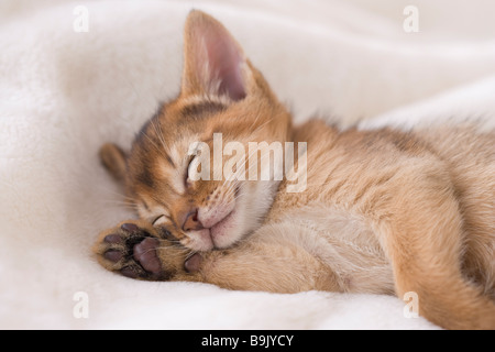 Abyssinian sleeping on a blanket Stock Photo