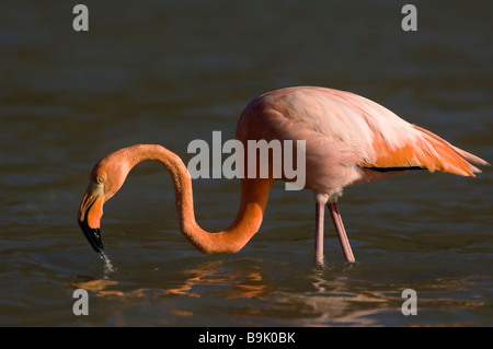 Greater Flamingo Phoenicopterus ruber Galapagos Islands Stock Photo