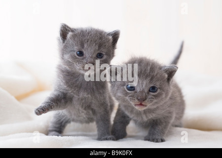 Two Chartreux playing Stock Photo