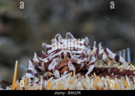 Zebra Crab Zebrida adamsii on urchin Lembeh Strait Celebes Sea North Sulawesi Indonesia Stock Photo