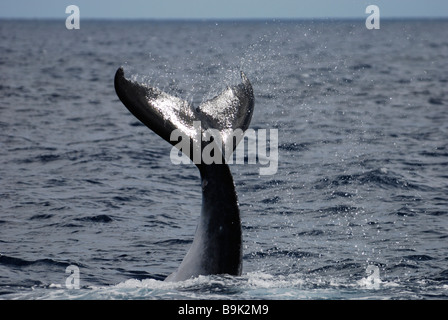 Humpback whale calf Megaptera novaeangliae tail slapping Ha apai Group Tonga Stock Photo