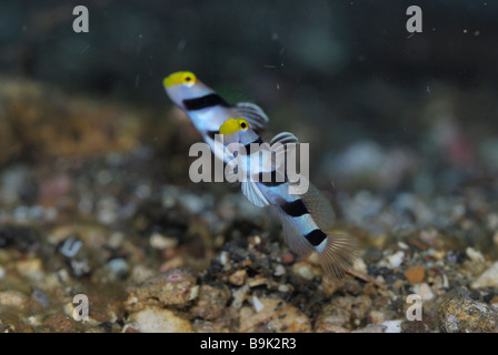 Yellownose shrimp goby Stonogobiops xanthorhinica Lembeh Strait Celebes Sea North Sulawesi Indonesia Stock Photo