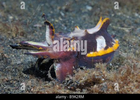 Pfeffers flamboyant cuttlefish Metasepia pfefferi Lembeh Strait Celebes Sea North Sulawesi Indonesia Stock Photo