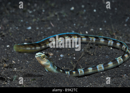 Snake Blenny (Xiphasia setifer Stock Photo - Alamy
