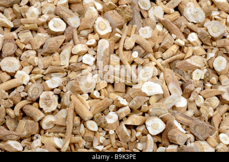 Dried roots of the medicinal plant Färberwaid Blaue Tauwurzel Common Dyer s Weed Woad Isatis tinctoria Stock Photo